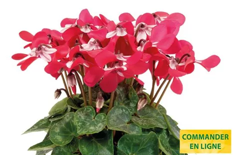 Cyclame_Super_Serie_Dijx_Red_FR.jpg Cyclame_Super_Serie_Dijx_Red_FR.jpg