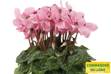 Cyclame_Super_Serie_Dijx_Salmon_with_ Eye_FR.jpg Cyclame_Super_Serie_Dijx_Salmon_with_ Eye_FR.jpg