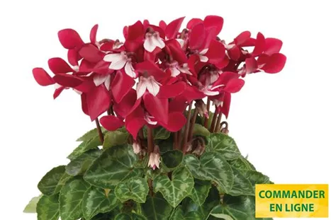 Cyclame_Super_Serie_Dijx_Wine_Red_FR.jpg Cyclame_Super_Serie_Dijx_Wine_Red_FR.jpg