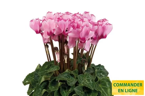 Cyclame_Super_Serie_Verano_Victoria_Light_Pink_FR.jpg Cyclame_Super_Serie_Verano_Victoria_Light_Pink_FR.jpg