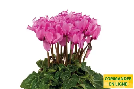 Cyclame_Super_Serie_Verano_Victoria_Pink_FR.jpg