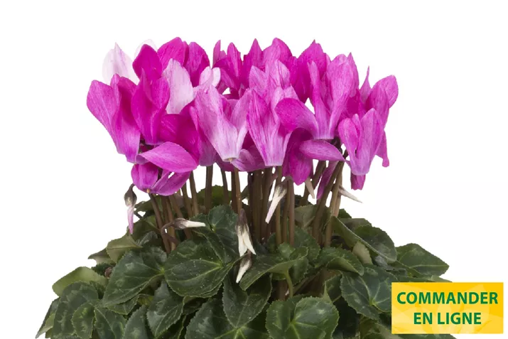 Cyclame_Super_Serie_Crayon_Violet_FR.jpg Cyclame_Super_Serie_Crayon_Violet_FR.jpg