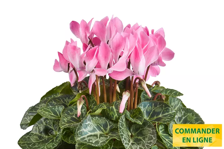 Eau_de_Cyclamen_ Neon_Flamed_FR.jpg Eau_de_Cyclamen_ Neon_Flamed_FR.jpg