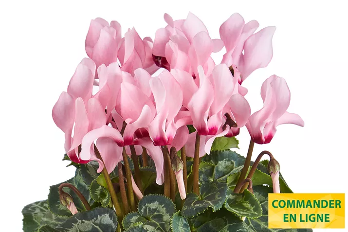 Eau_de_Cyclamen_Salmon_Flamed_FR.jpg Eau_de_Cyclamen_Salmon_Flamed_FR.jpg