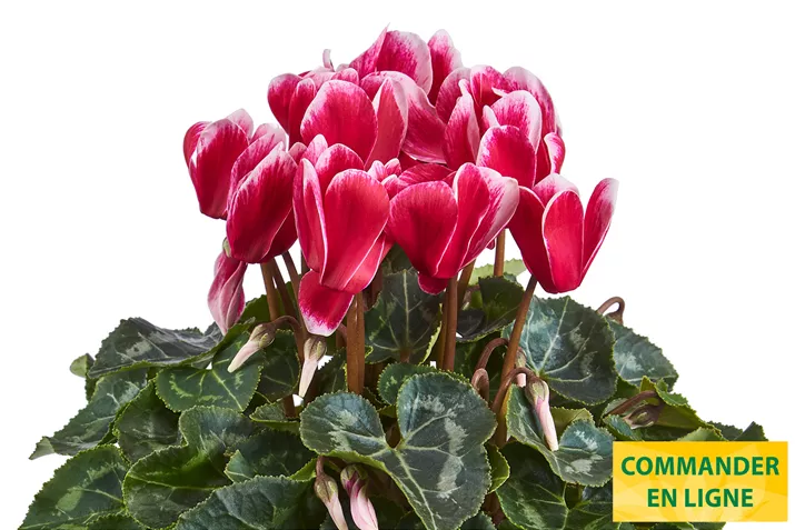 Eau_de_Cyclamen_Fuji_Wine_Red_FR.jpg Eau_de_Cyclamen_Fuji_Wine_Red_FR.jpg