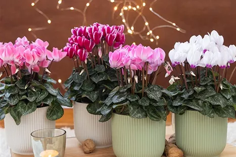 Kerstdecoratie_ met_cyclamen.jpg