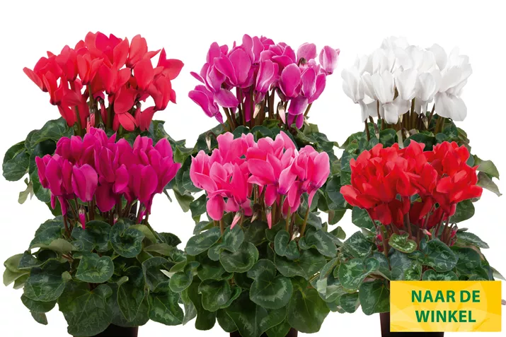 Cyclamen-Super-Serie_Leopardo_NL.jpg Cyclamen-Super-Serie_Leopardo_NL.jpg