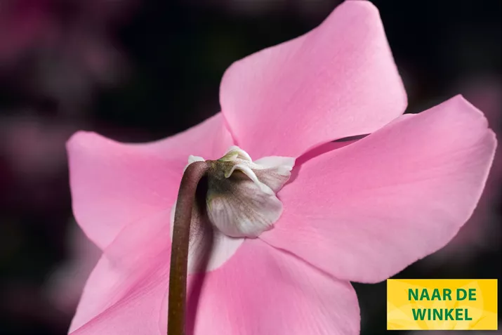 Cyclamen_Elfjes_Pink_NL.jpg Cyclamen_Elfjes_Pink_NL.jpg