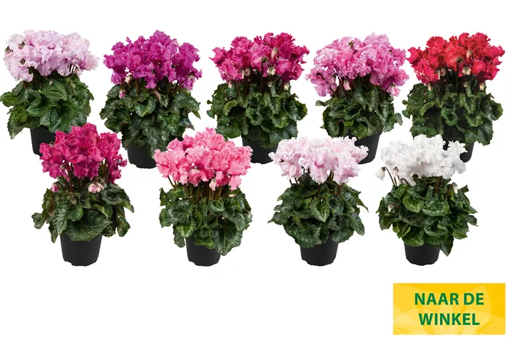 Cyclamen-Cabrilla-Midi-Mix_NL.jpg Cyclamen-Cabrilla-Midi-Mix_NL.jpg