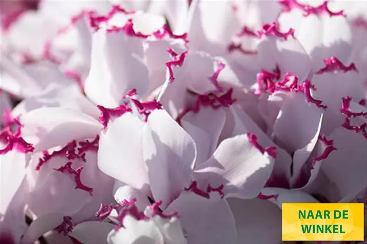 Cyclamen_Metis_Absolu_de_Morel_NL.jpg Cyclamen_Metis_Absolu_de_Morel_NL.jpg