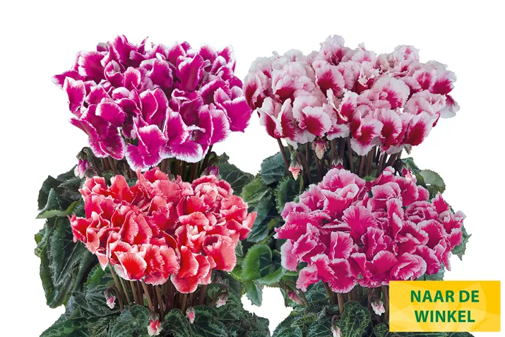Cyclamen_Metis_Abanico_Mix_NL.jpg
