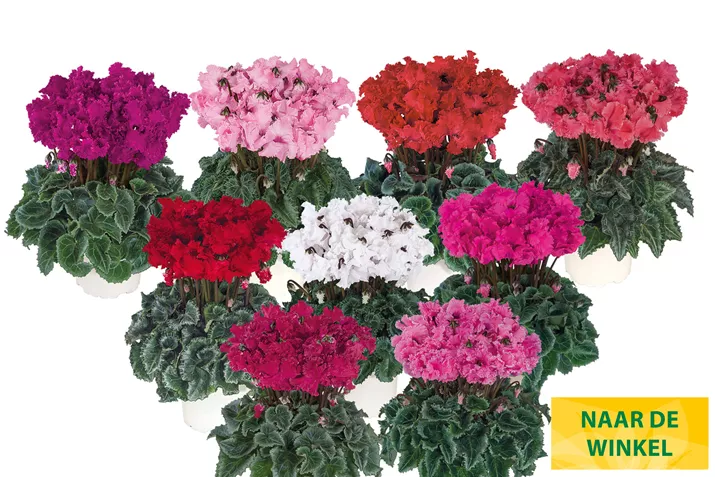Cyclamen_Metis_Crispino_Mix_NL.jpg Cyclamen_Metis_Crispino_Mix_NL.jpg