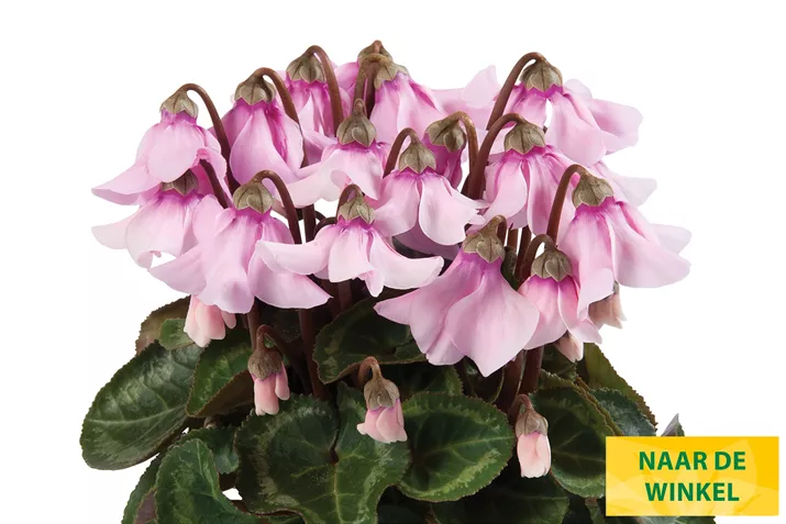 Cyclame-Super Serie-Petticoat_NL.jpg Cyclame-Super Serie-Petticoat_NL.jpg