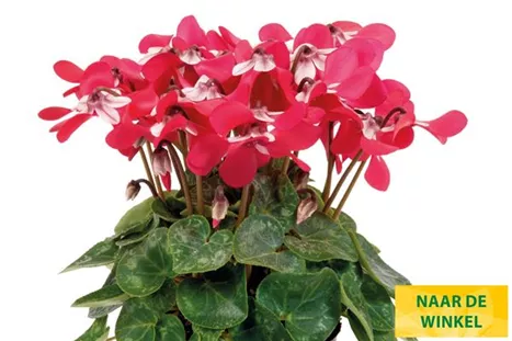 Cyclame_Super_Serie_Dijx_Red_NL.jpg Cyclame_Super_Serie_Dijx_Red_NL.jpg