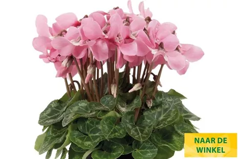 Cyclame_Super_Serie_Dijx_Salmon_with_ Eye_NL.jpg Cyclame_Super_Serie_Dijx_Salmon_with_ Eye_NL.jpg