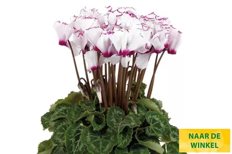 Cyclame_Super_Serie_Verano_Victoria_White_with_Eye_NL.jpg Cyclame_Super_Serie_Verano_Victoria_White_with_Eye_NL.jpg