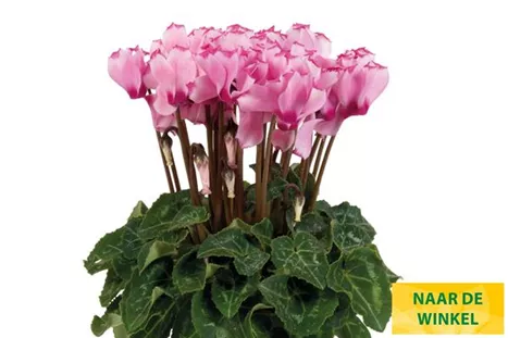 Cyclame_Super_Serie_Verano_Victoria_Light_Pink_NL.jpg Cyclame_Super_Serie_Verano_Victoria_Light_Pink_NL.jpg