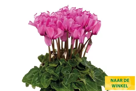 Cyclame_Super_Serie_Verano_Victoria_Pink_NL.jpg