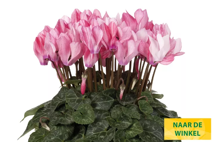 Cyclame_Super_Serie_Crayon_Salmon_NL.jpg Cyclame_Super_Serie_Crayon_Salmon_NL.jpg