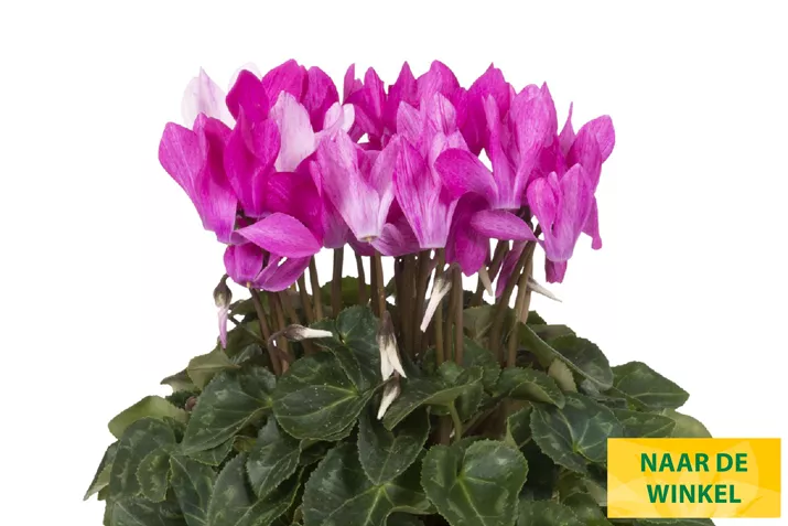 Cyclame_Super_Serie_Crayon_Violet_NL.jpg Cyclame_Super_Serie_Crayon_Violet_NL.jpg