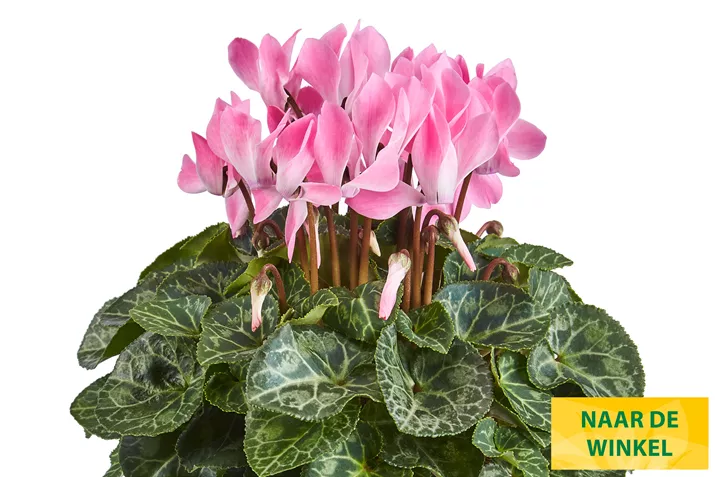 Eau_de_Cyclamen_ Neon_Flamed_NL.jpg Eau_de_Cyclamen_ Neon_Flamed_NL.jpg