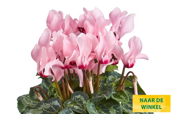Eau_de_Cyclamen_Salmon_Flamed_NL.jpg Eau_de_Cyclamen_Salmon_Flamed_NL.jpg