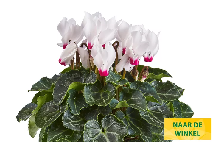 Eau_de_Cyclamen_White_with_Eye_NL.jpg Eau_de_Cyclamen_White_with_Eye_NL.jpg