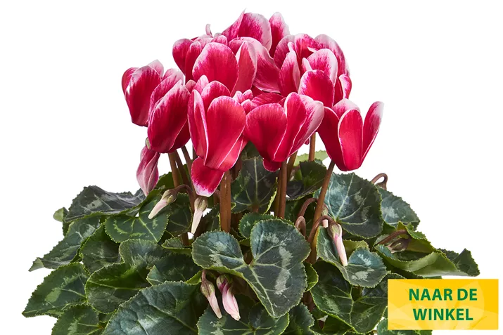 Eau_de_Cyclamen_Fuji_Wine_Red_NL.jpg Eau_de_Cyclamen_Fuji_Wine_Red_NL.jpg