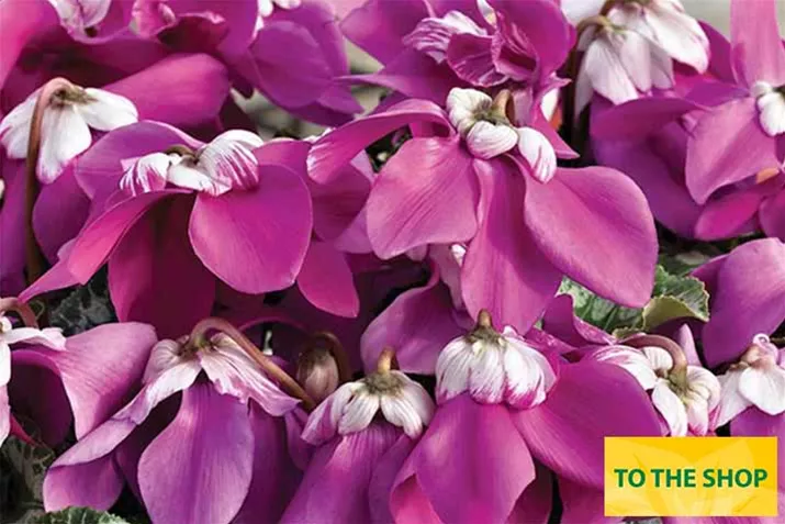 Cyclamen-Elfjes_Violet_EN.jpg Cyclamen-Elfjes_Violet_EN.jpg