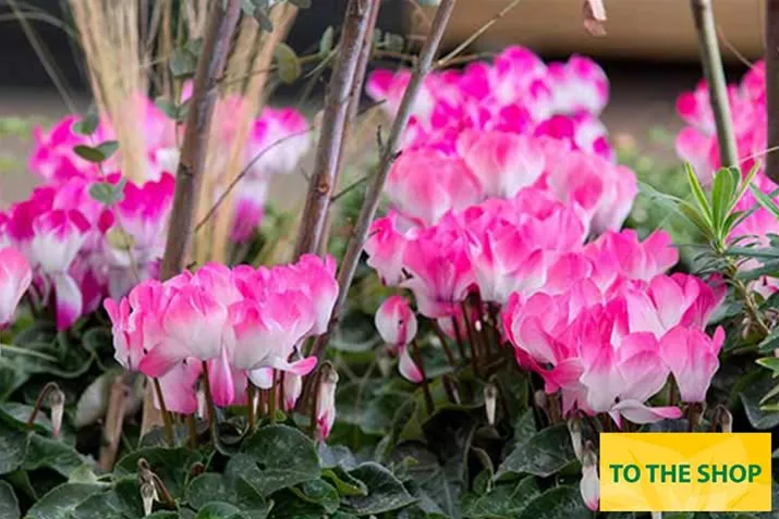 Cyclame_Super-Serie-Fusion-Midi_Neon-Pink_EN.jpg Cyclame_Super-Serie-Fusion-Midi_Neon-Pink_EN.jpg