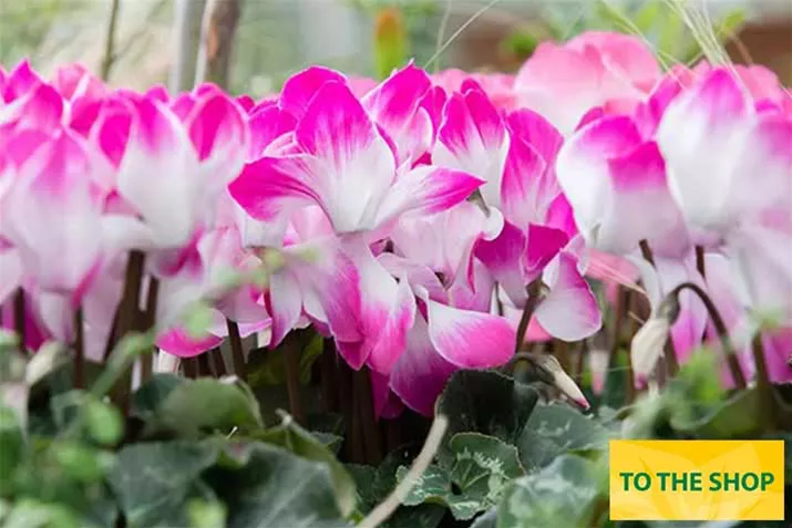 Cyclame_Super-Serie-Fusion-Midi_Wine-Red_EN.jpg Cyclame_Super-Serie-Fusion-Midi_Wine-Red_EN.jpg