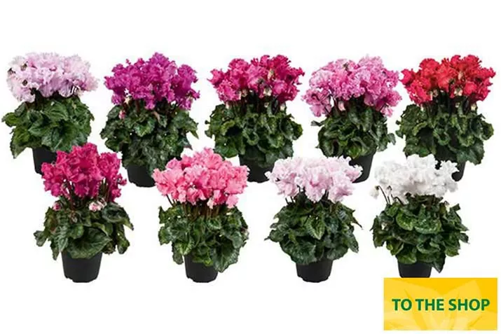 Cyclamen-Cabrilla-Midi-Mix_EN.jpg Cyclamen-Cabrilla-Midi-Mix_EN.jpg