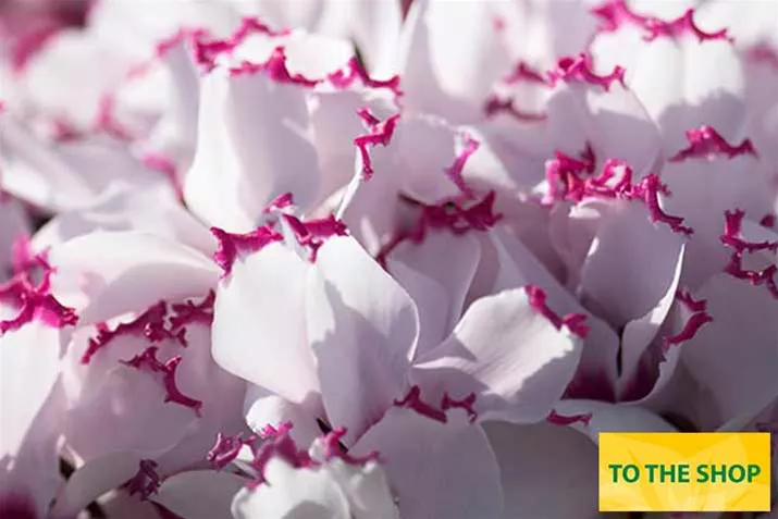 Cyclame_Metis_Absolu_de_Morel_EN.jpg Cyclame_Metis_Absolu_de_Morel_EN.jpg