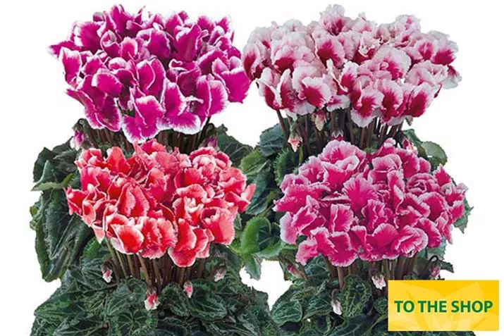 Cyclame_Metis_Albanico_Mix_EN.jpg Cyclame_Metis_Albanico_Mix_EN.jpg