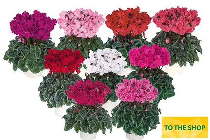 Cylamen_Metis_Crispino_Mix_EN.jpg Cylamen_Metis_Crispino_Mix_EN.jpg