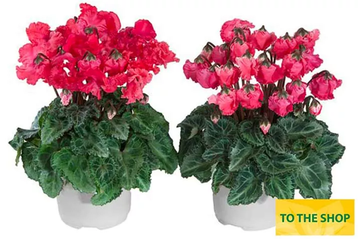 Cyclame_Metic_Clochette_EN.jpg Cyclame_Metic_Clochette_EN.jpg