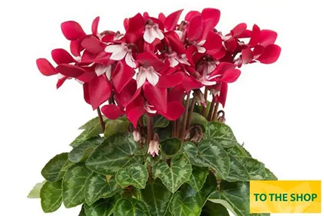 Cyclame_Super-Serie_Dijx_Wine-Red_EN.jpg Cyclame_Super-Serie_Dijx_Wine-Red_EN.jpg