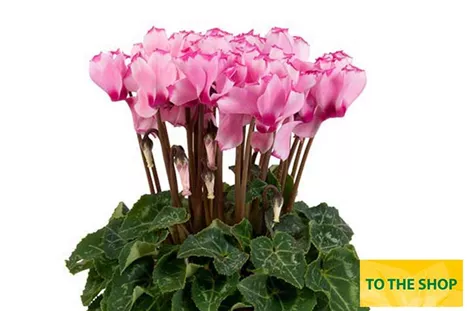 Cyclame_Super-Serie_Verano_Victoria_Light-Pink_EN.jpg Cyclame_Super-Serie_Verano_Victoria_Light-Pink_EN.jpg