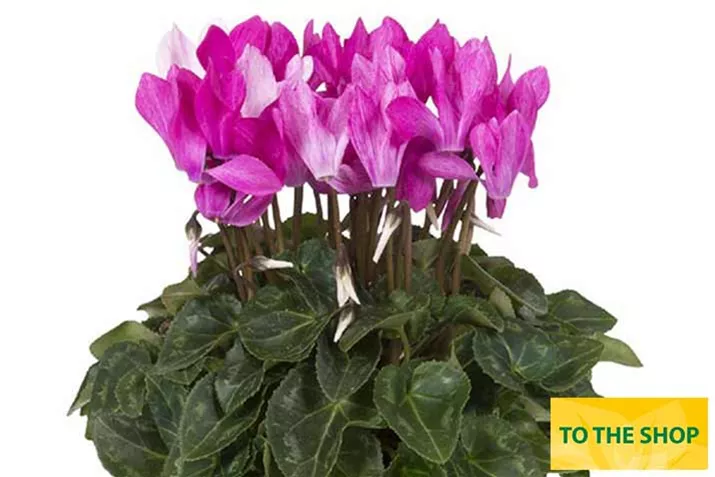 Cyclame_Super-Serie_Crayon_Violet_EN.jpg Cyclame_Super-Serie_Crayon_Violet_EN.jpg