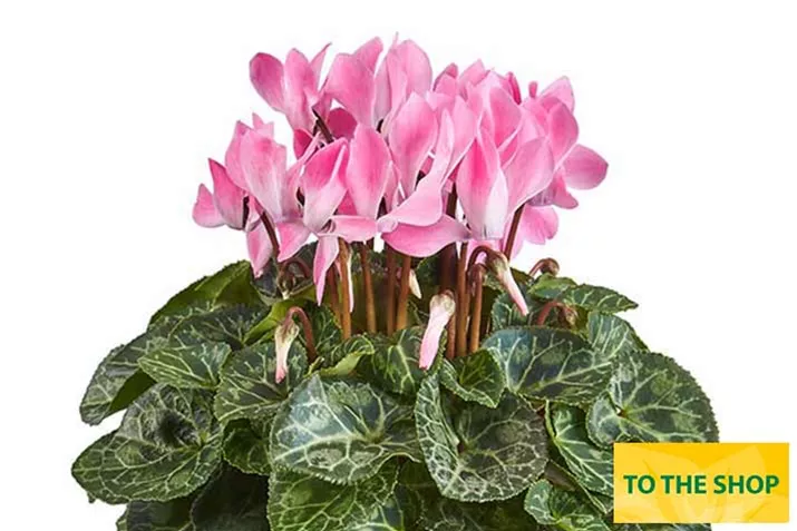 Cyclame_Eau-de-Cyclamen_Neon-Flamed_EN.jpg Cyclame_Eau-de-Cyclamen_Neon-Flamed_EN.jpg