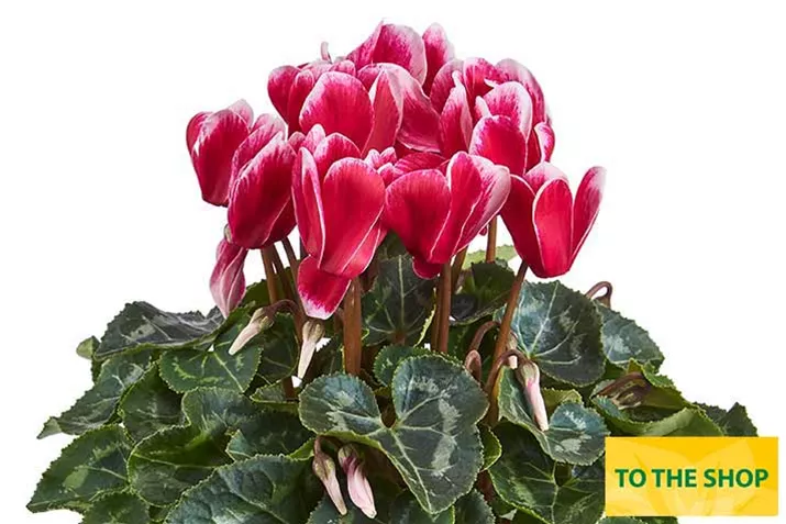 Cyclame_Eau-de-Cyclamen_Fuji_Wine_Red_EN.jpg Cyclame_Eau-de-Cyclamen_Fuji_Wine_Red_EN.jpg