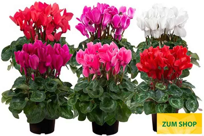 Cyclamen-Super-Serie_Leopardo.jpg