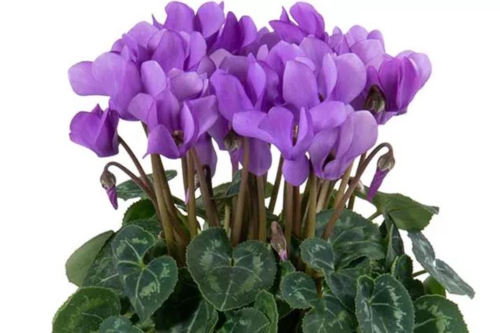 Cyclamen_Super_Serie_Dragon-Deep-Blue_DE.jpg