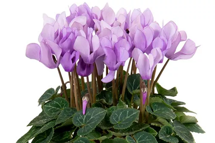 Cyclamen_Super_Serie_Dragon-Blue-EN.jpg