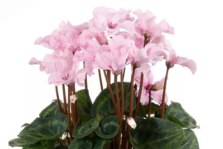 Cyclame_Super_Serie_Illusia-NL.jpg Cyclame_Super_Serie_Illusia-NL.jpg