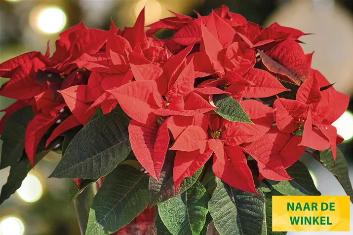 Kerststerren_Qismas_forever.jpg Kerststerren_Qismas_forever.jpg