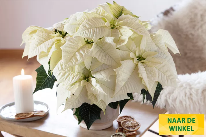 Kerststerren_Qismas_White.jpg Kerststerren_Qismas_White.jpg