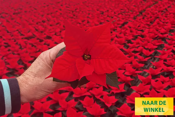 Kerststerren_Qismas_Bond.jpg Kerststerren_Qismas_Bond.jpg