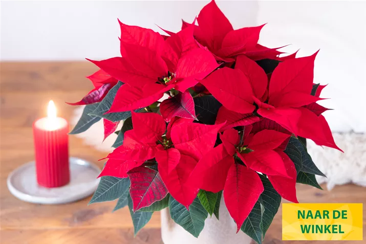 Kerststerren_Qismas_Night.jpg Kerststerren_Qismas_Night.jpg