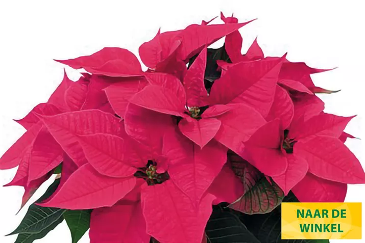 Kerststerren_Christmas_Night_Hot_Pink.jpg Kerststerren_Christmas_Night_Hot_Pink.jpg